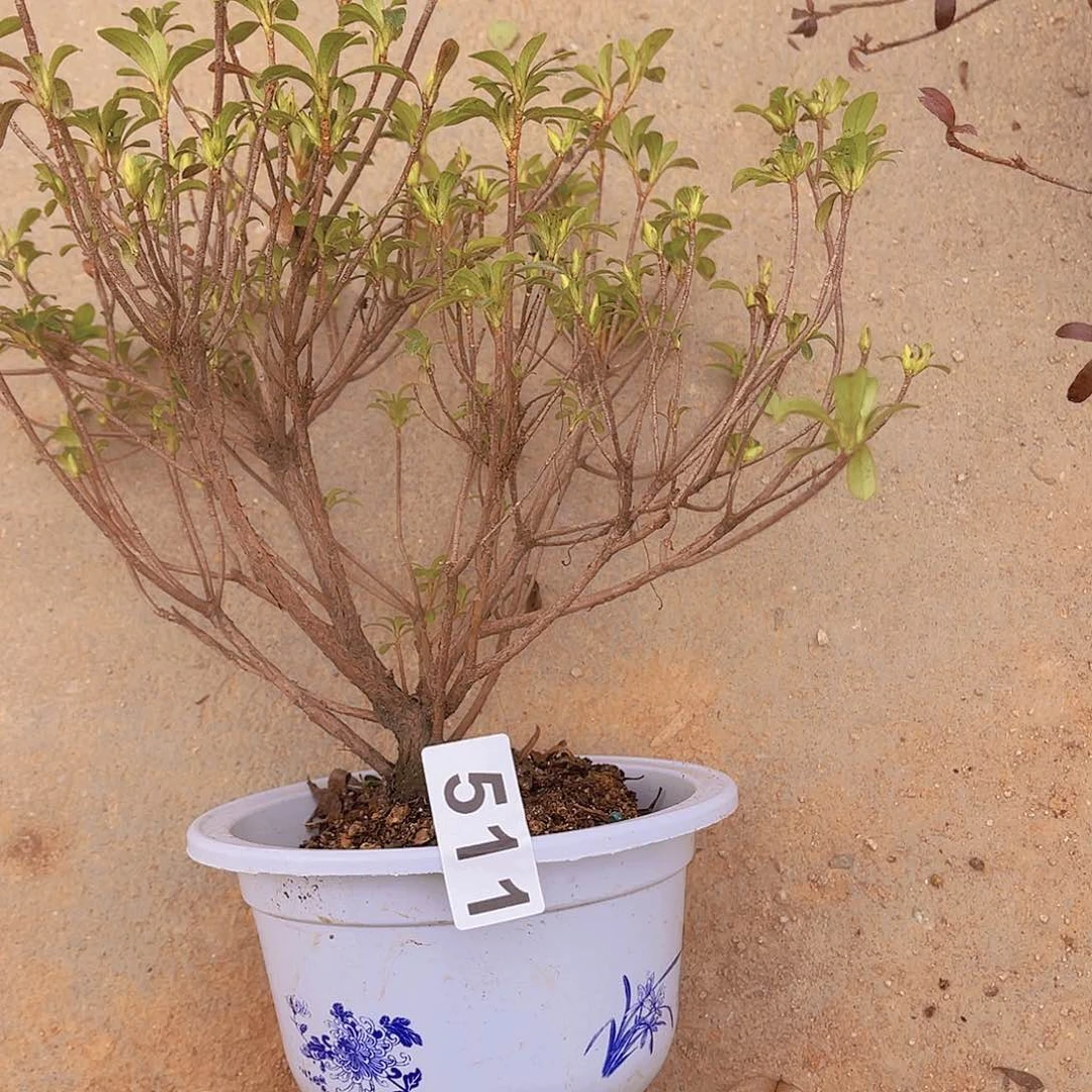 红陶直播时间一直一个