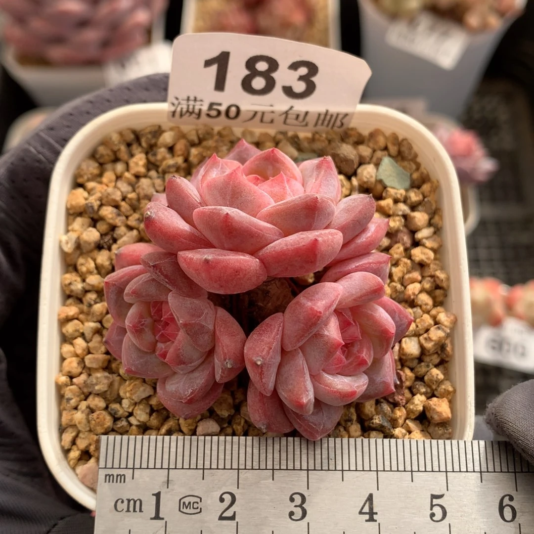 183。老桩秘境粉魄三头小脸