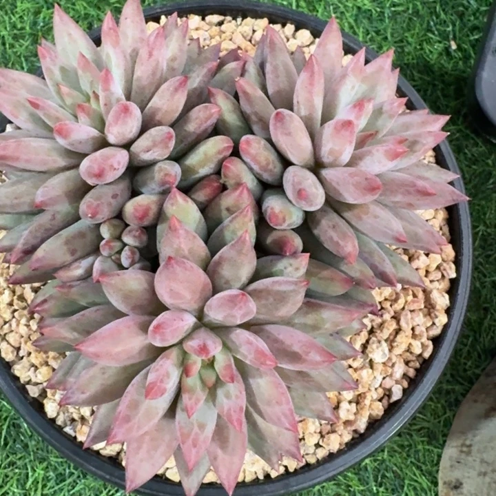 多肉植物虞美人三头
