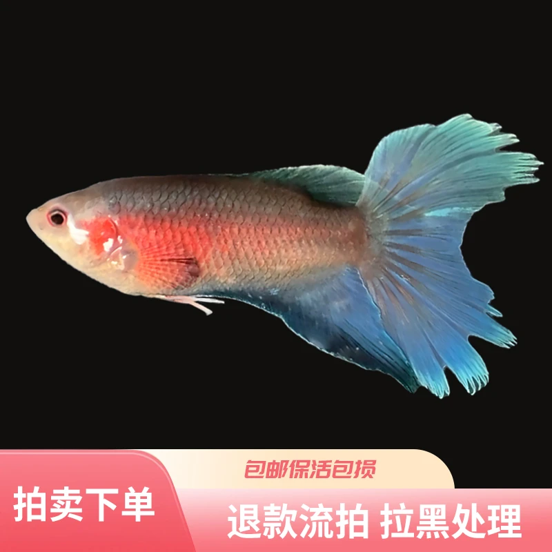 （一物一拍 直播专用）中国斗鱼观赏鱼免打氧冷水鱼食蚊鱼国斗