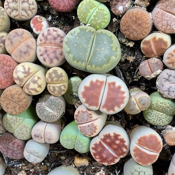 471 457生石花整筐脱土发货