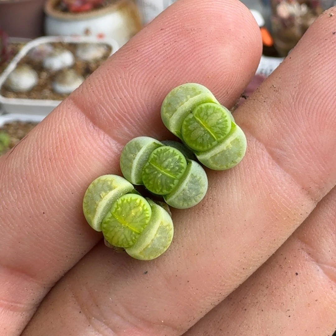 发***台F031绿李版绿菊回交