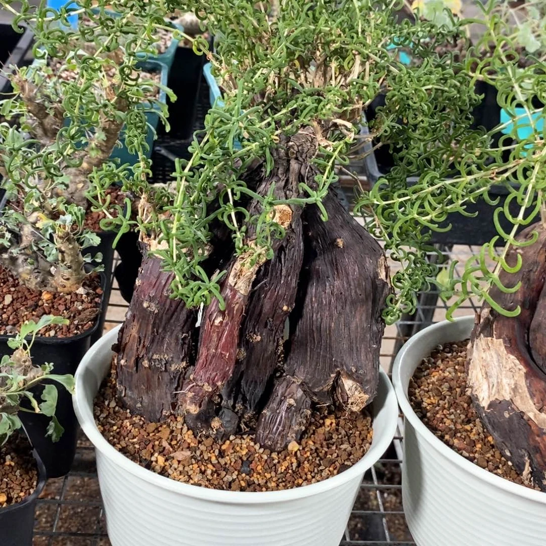 产地梅斯木枝干番杏多肉