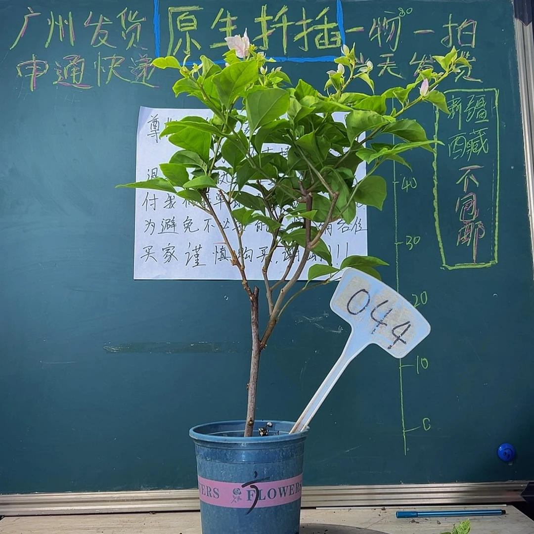 当前无花栽培后可以开花广红樱 044