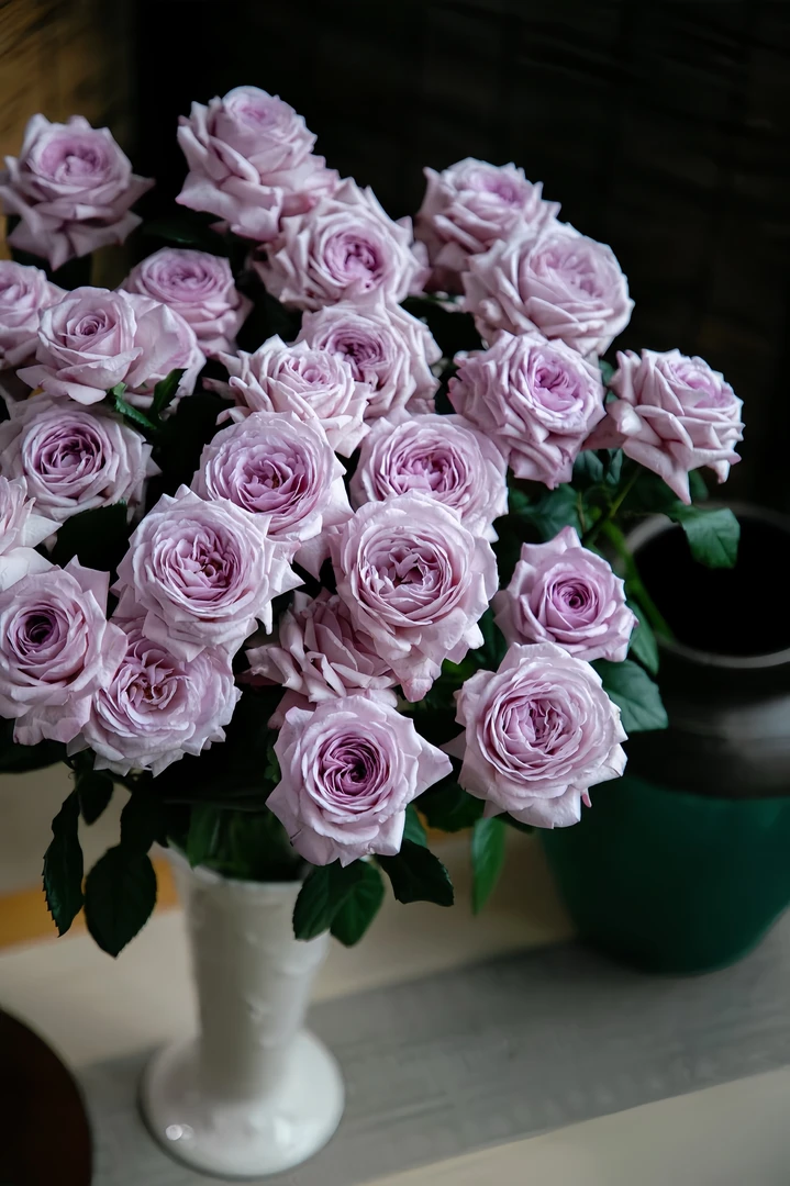 [天香公主]玫瑰一单不包邮！！