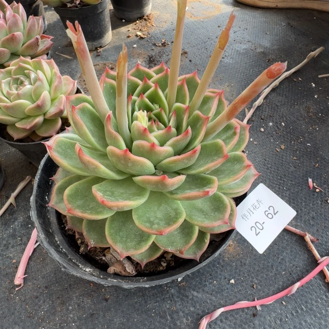 多肉杂交一物一拍20-62