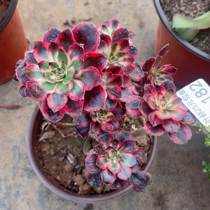 182香多肉12345678根少