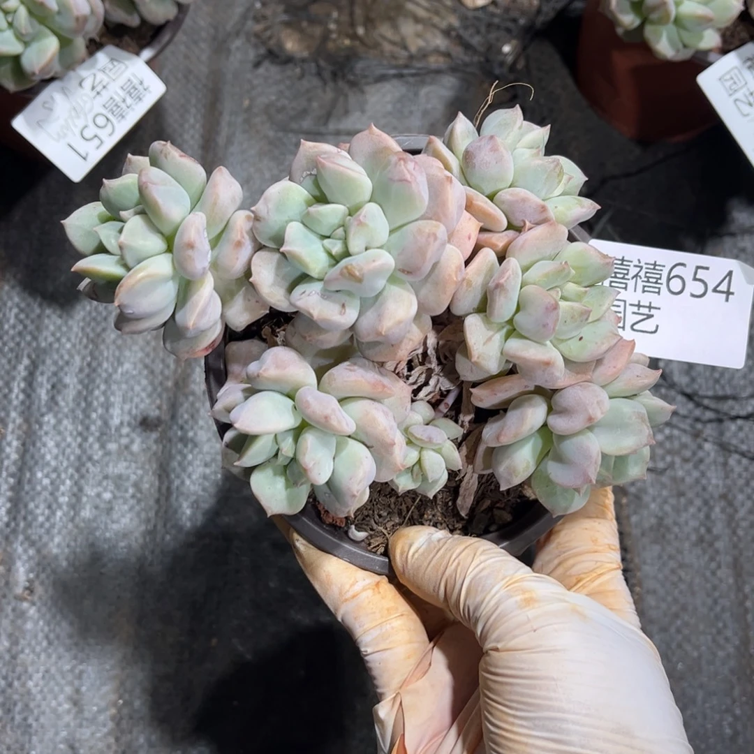 654超奶多肉植物……