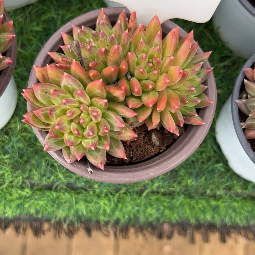 陨石多肉植物保护