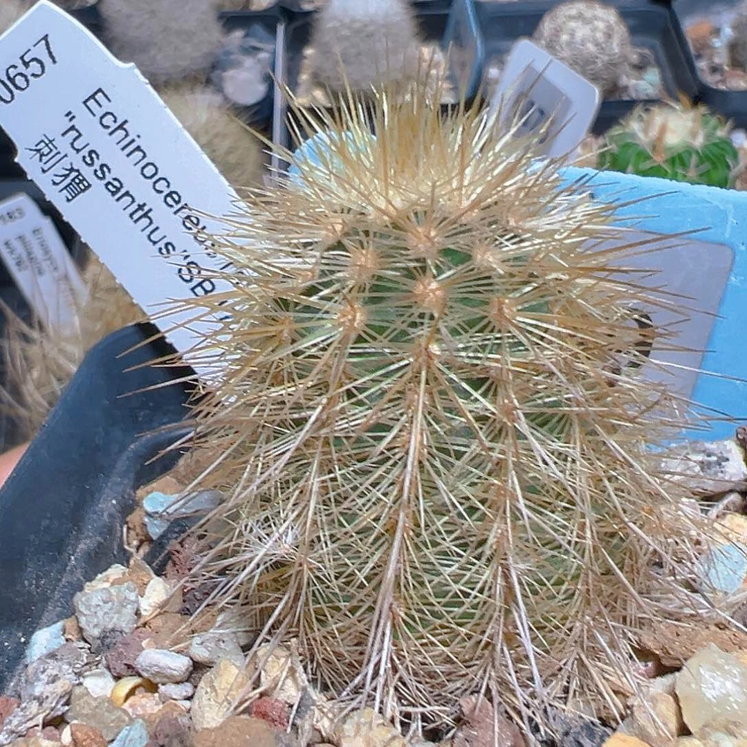 6619刺猬实生裸根发货
