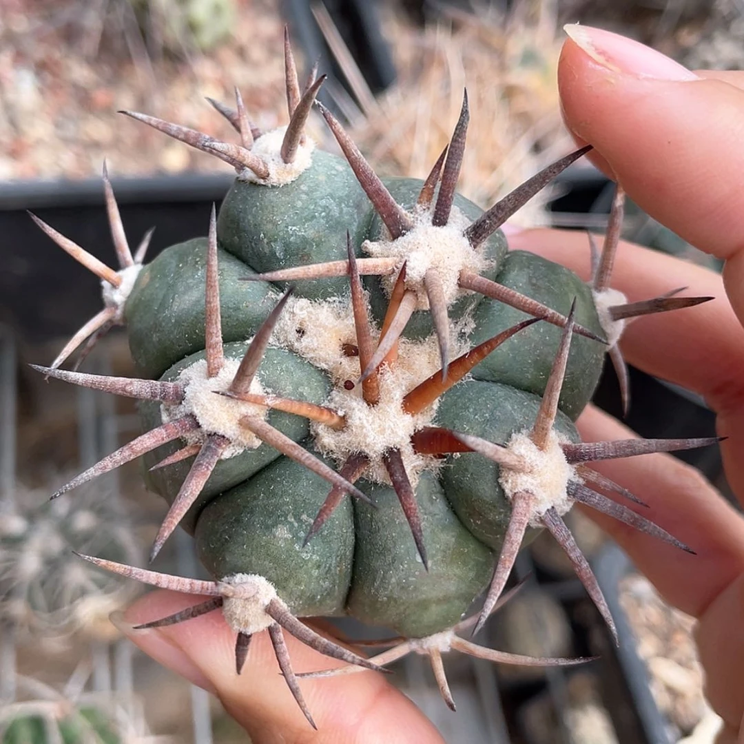 【闪购商品】花王丸才落地66666