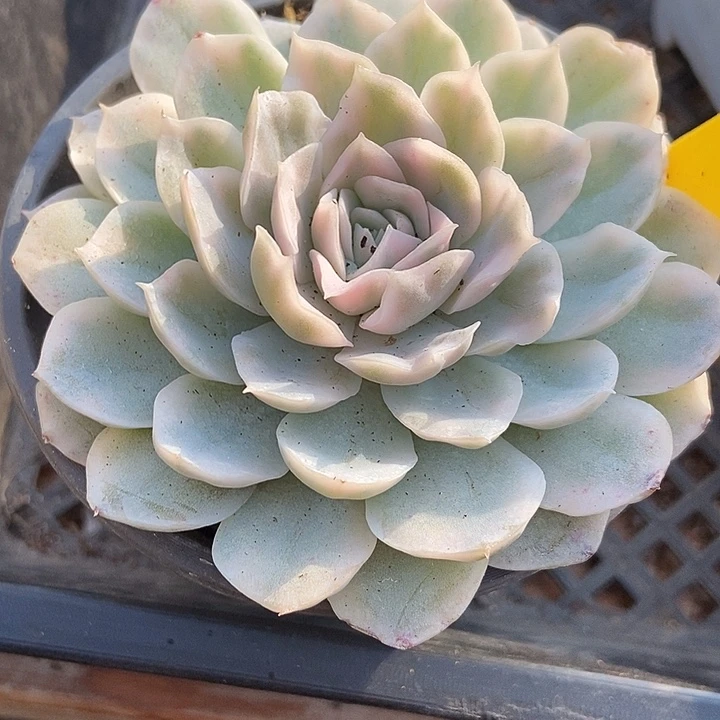 多肉植物雪球锦797