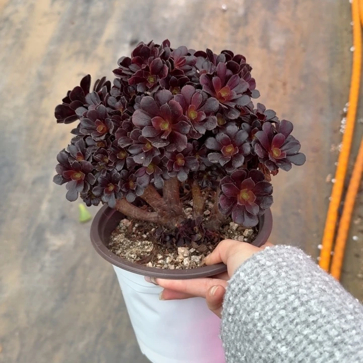 多肉的大肉和老羊吃到肚子