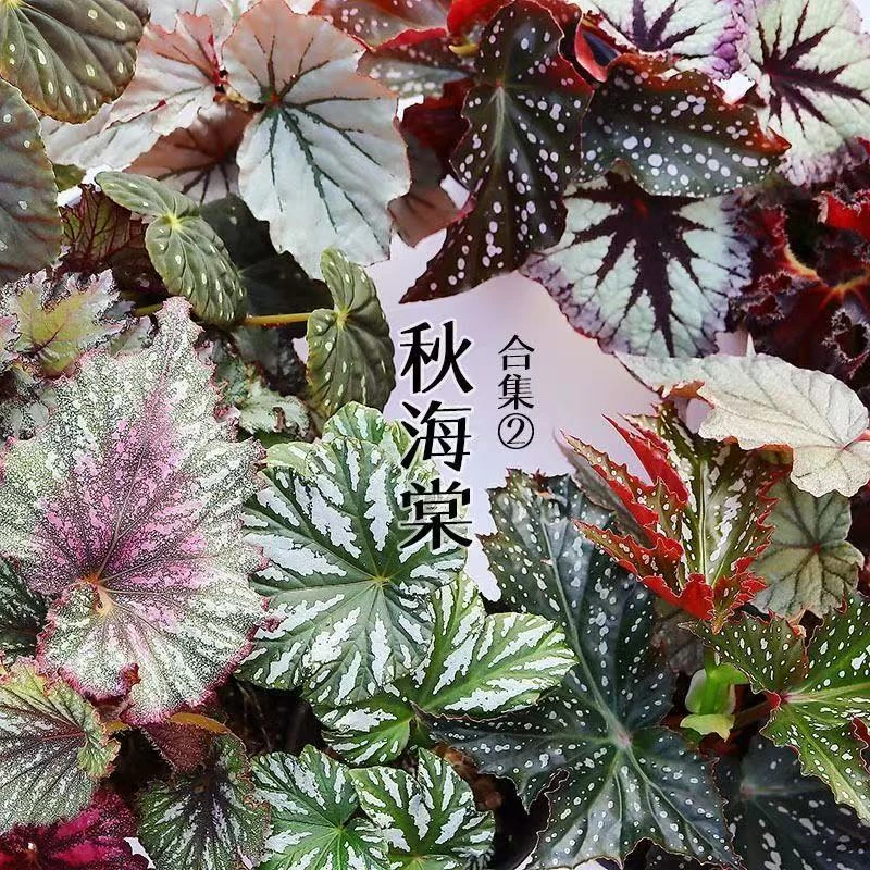 秋海棠室内多年生高端观叶植物网红ins风好养易活耐阴