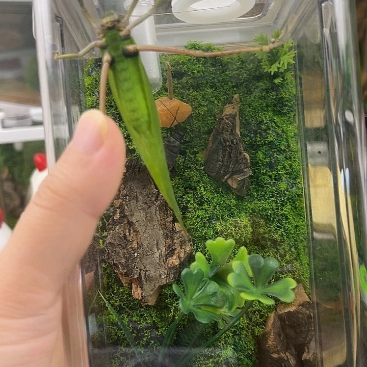 10x20生态箱带1素贝1电报铃1麒麟