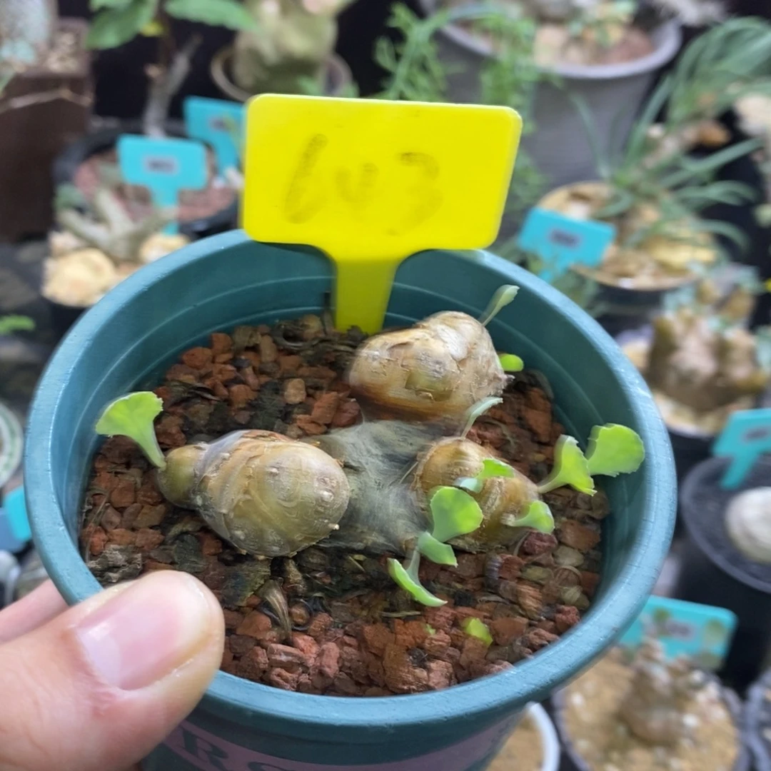 产地格加厚炖菊多肉植物