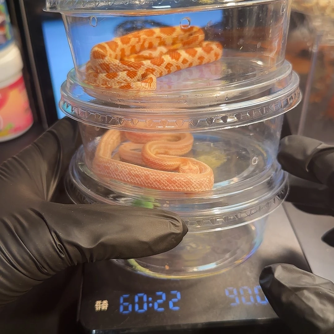 安乐蜥000000000009