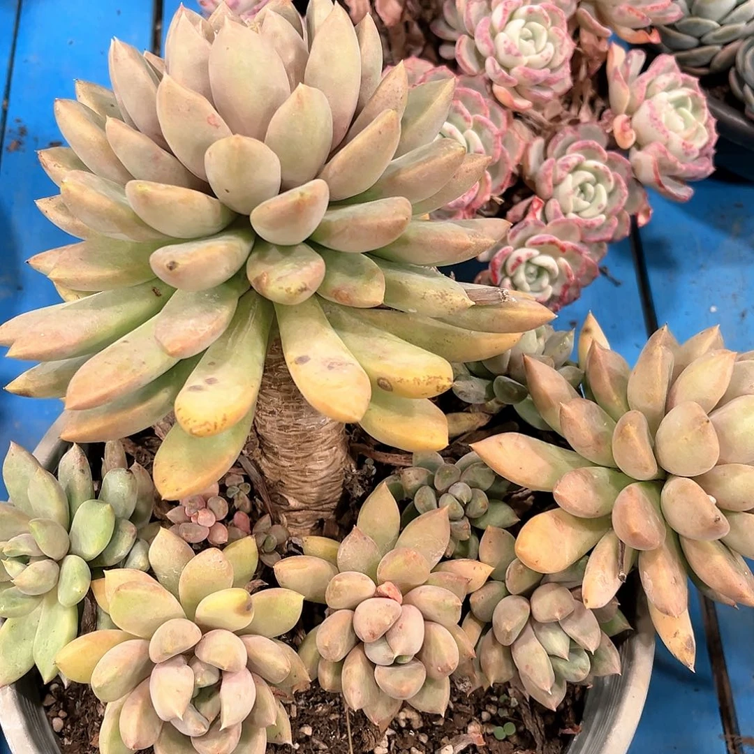 小杰黄金象牙15041