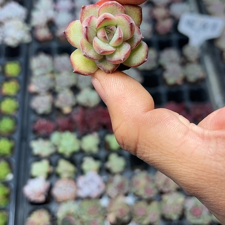 眼线笔 满10颗包邮