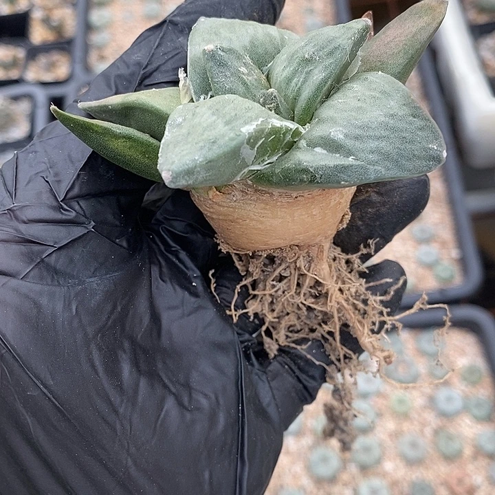 牡丹一个仙人球仙人掌