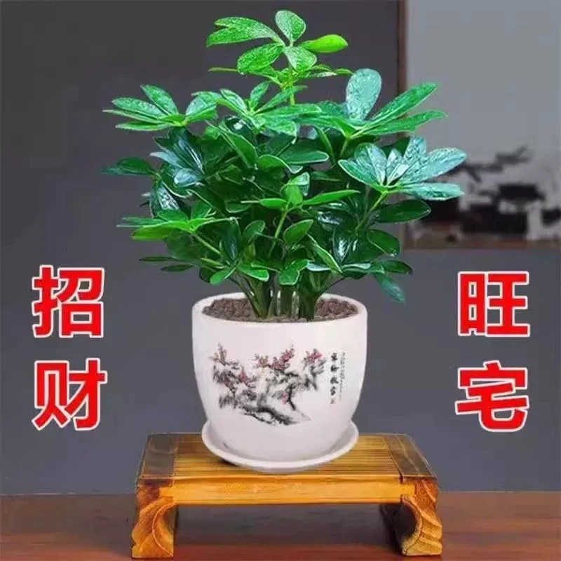 八方来财鸭脚木四季常青室内阳台桌面绿植盆栽花卉发财树苗招财树