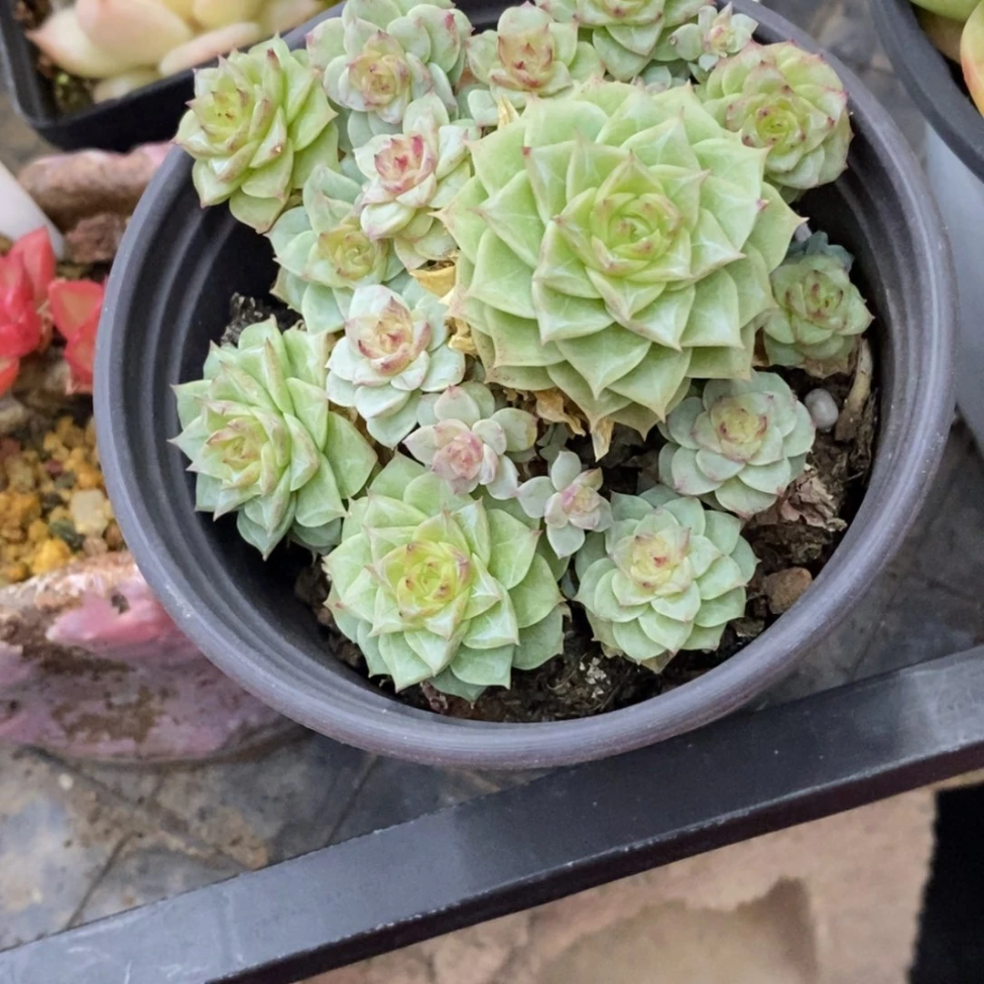 精品多肉一物一拍不包整430