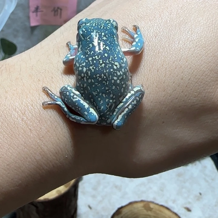 老爷树蛙4 魔鬼蓝大金暴雪