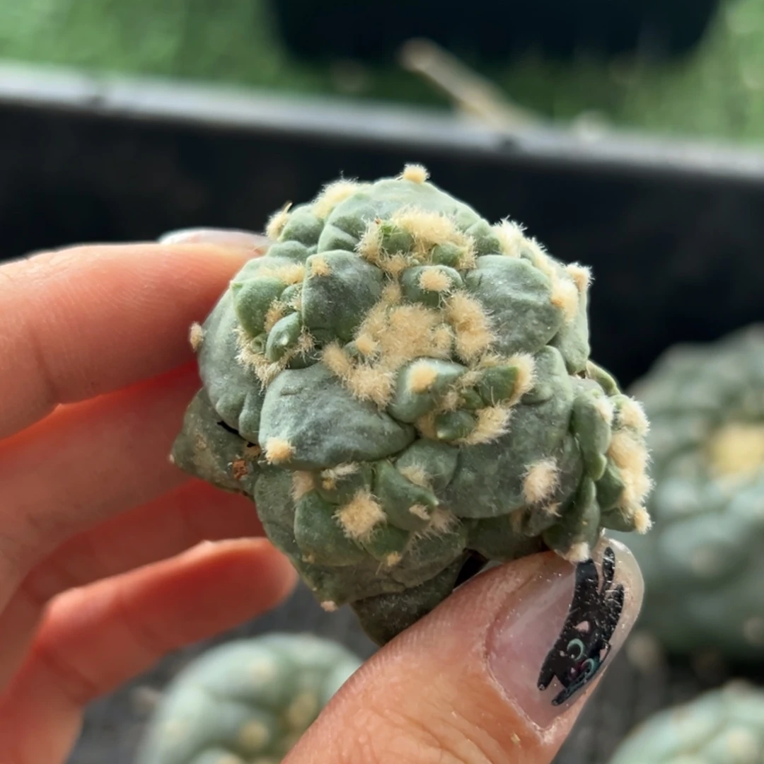 花***香204  有根 仙人球的世界