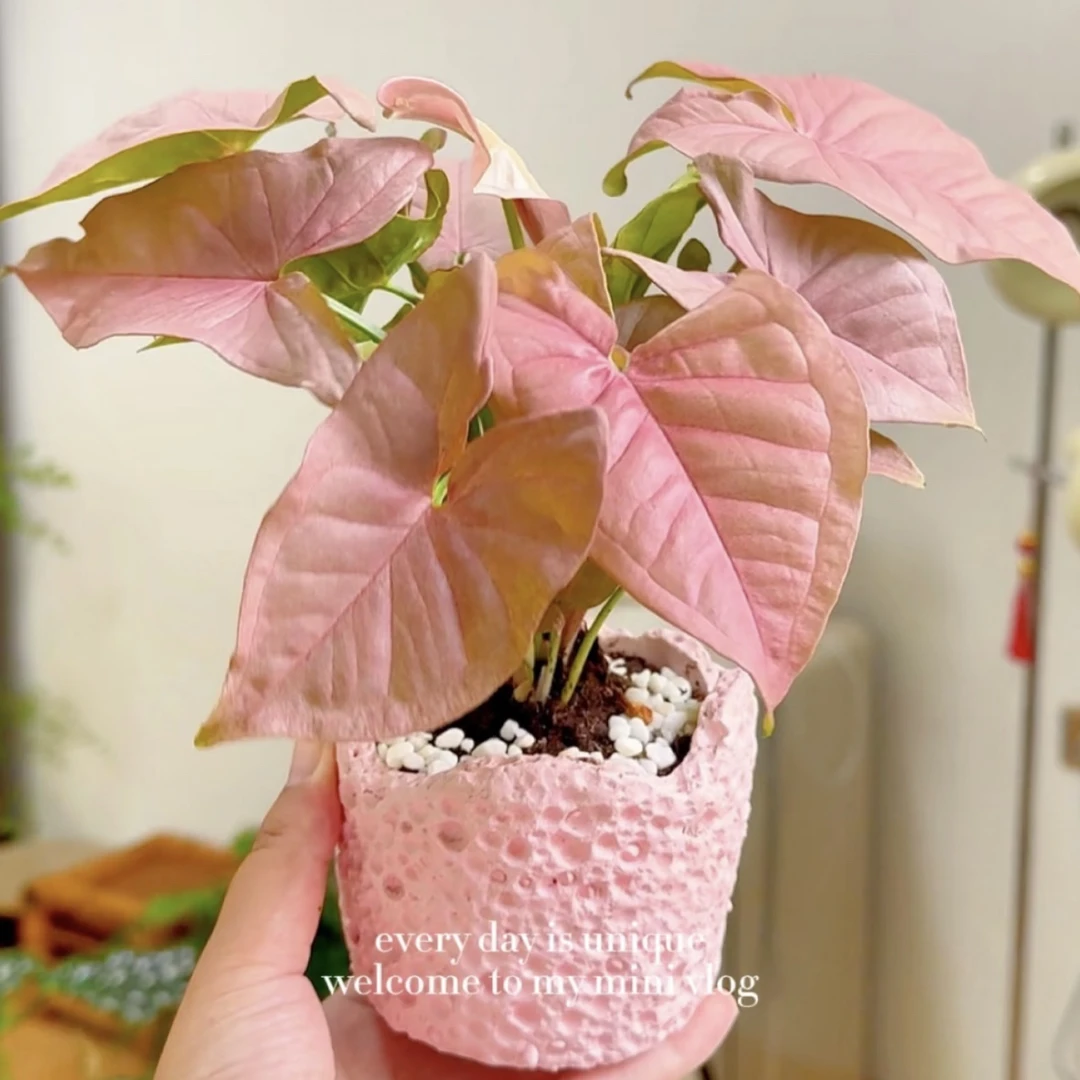 大粉精灵合果芋竹芋绿萝盆栽盆景室内客厅办公室前台桌面花卉绿植