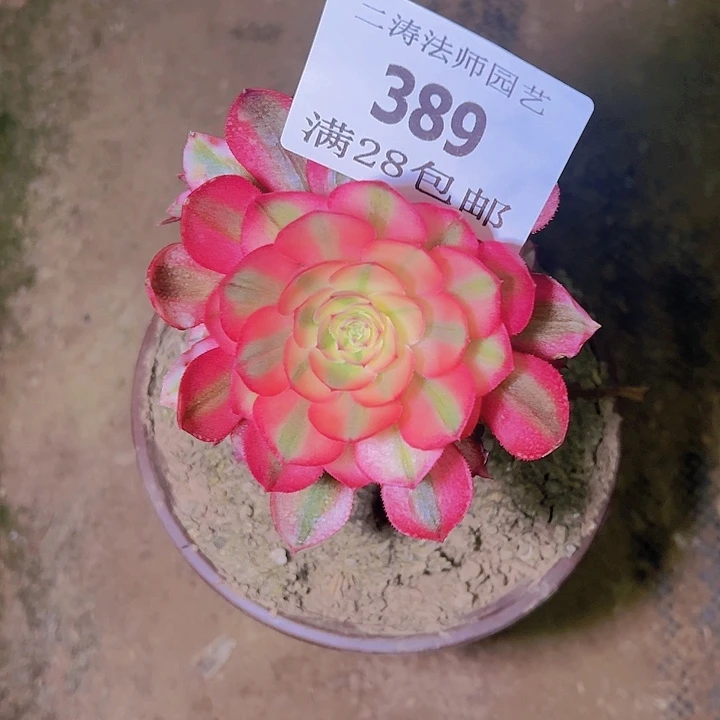 389倾城多肉植物