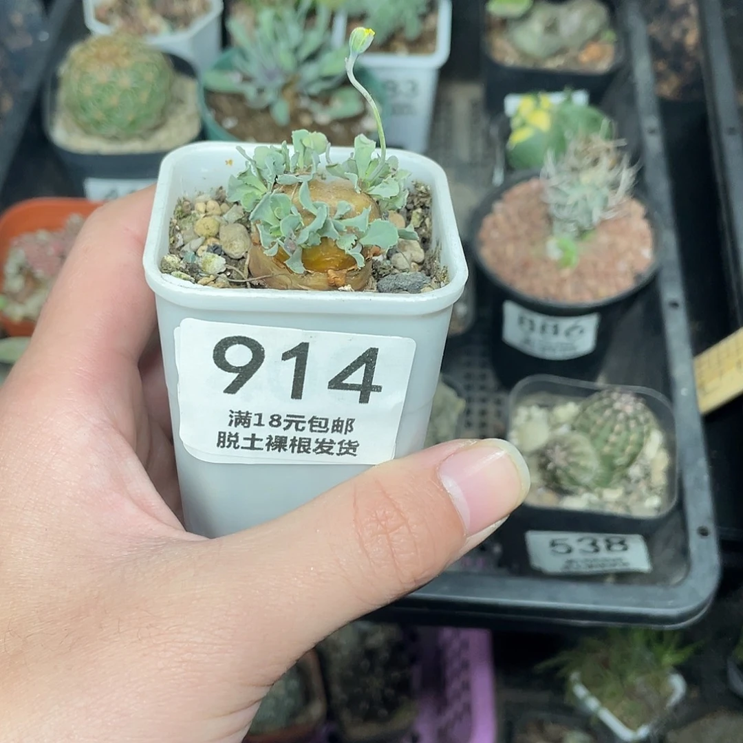 914格加厚盾菊（满18包邮）