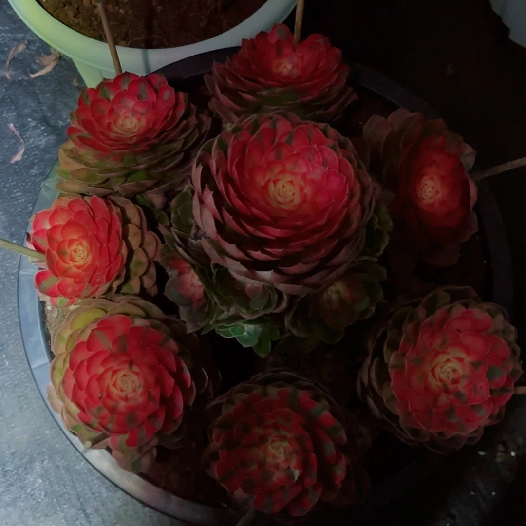 林***虎云南多肉植物荔枝