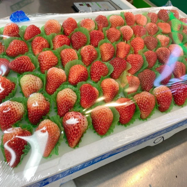 丹东老马岗99牛奶草莓牛奶六排果一板