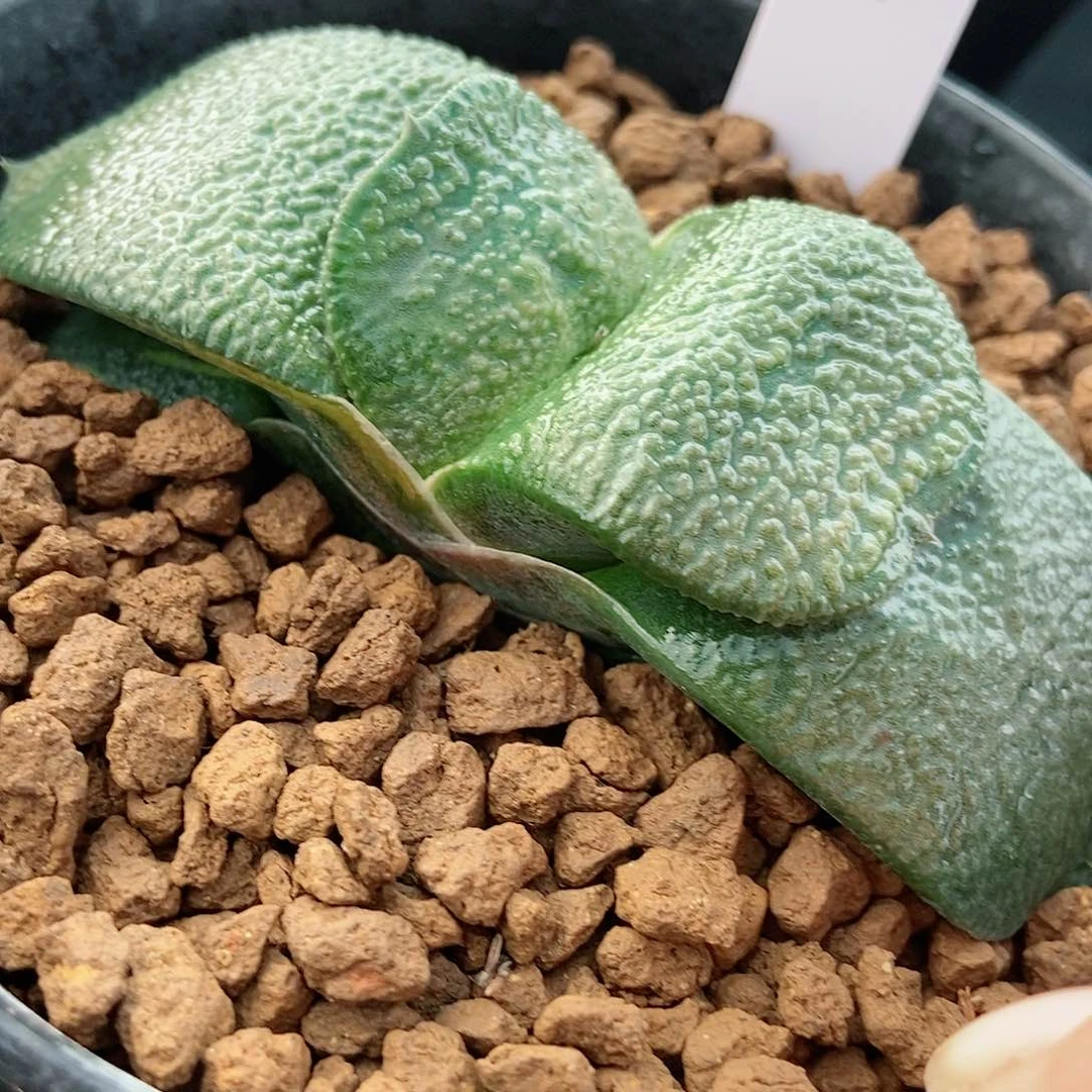 800军配卧牛实生带盆发货