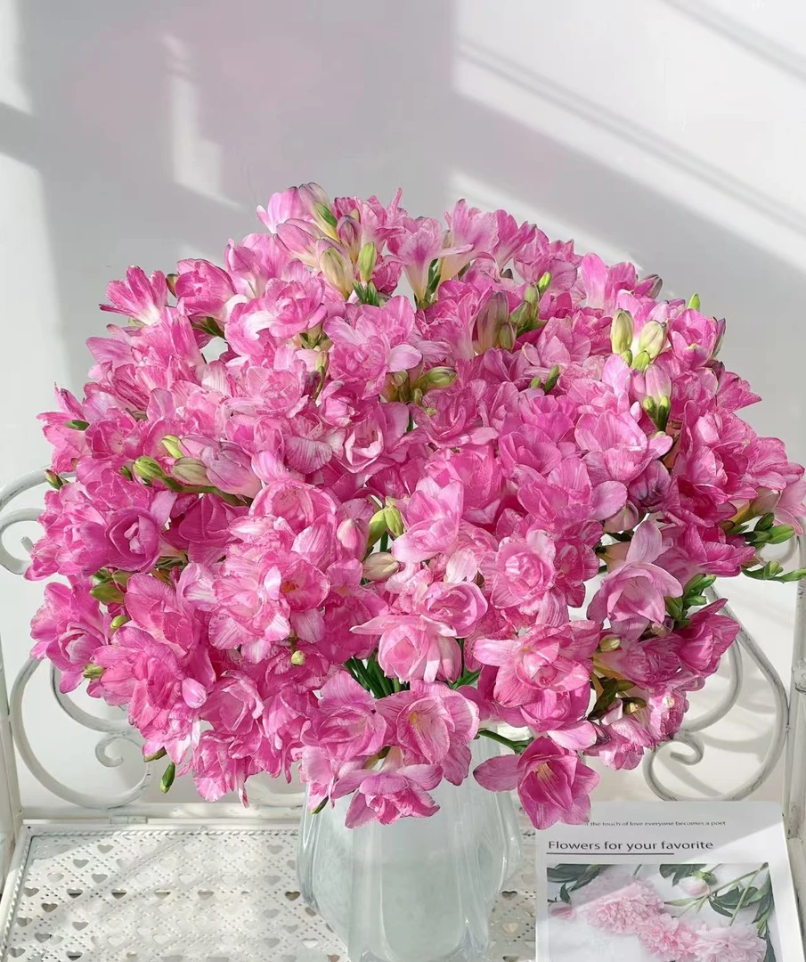 【陌上花开】2扎桃子公主香雪兰-草花（带包装深水醒花哦~）