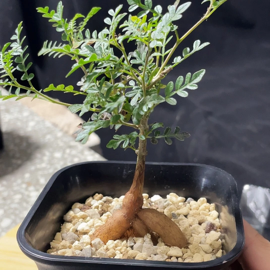 优选织冠漆66666666666