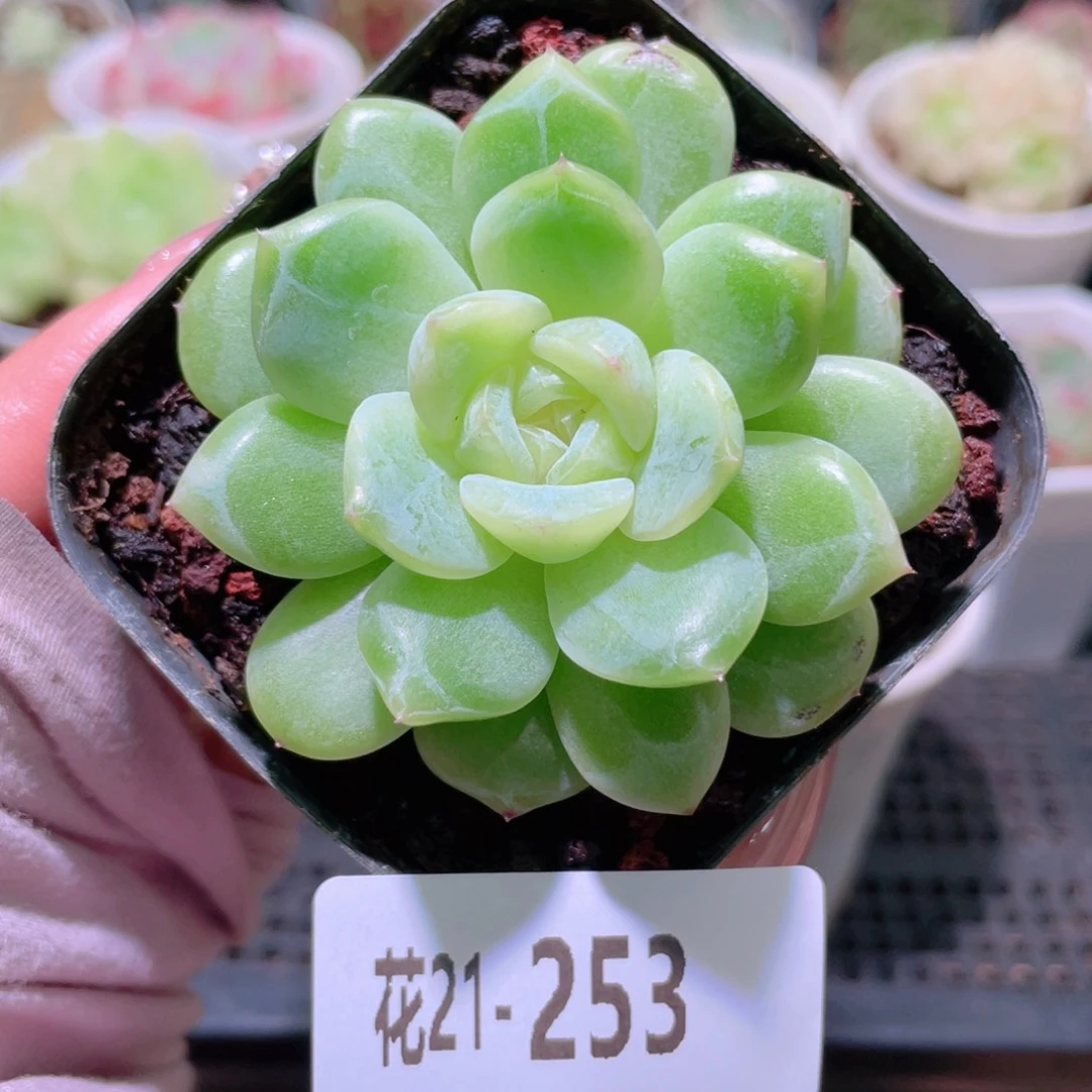 花利美21-253新品