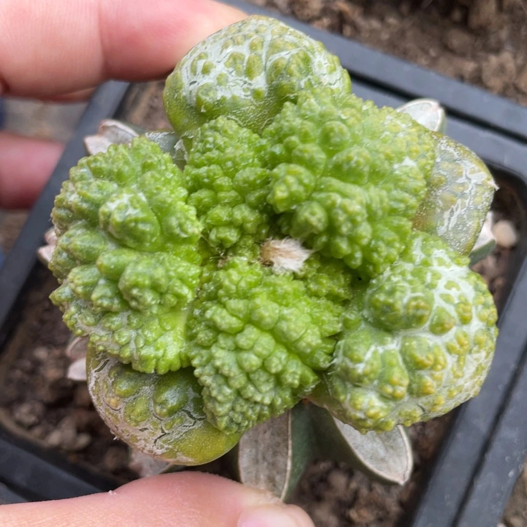 精选大型炸犹哥斯拉牡丹锦