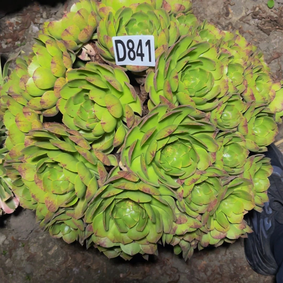 万拉丝14//////5包邮