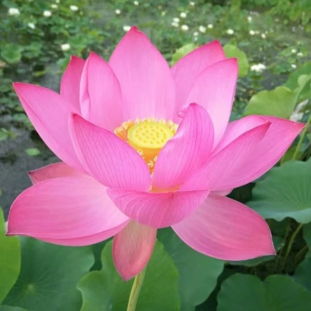 水果莲藕苗莲蓬太空莲观赏食用藕种藕苗种根盆栽水缸池塘种植花卉