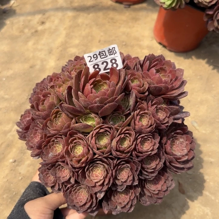 红魔……多肉植物……