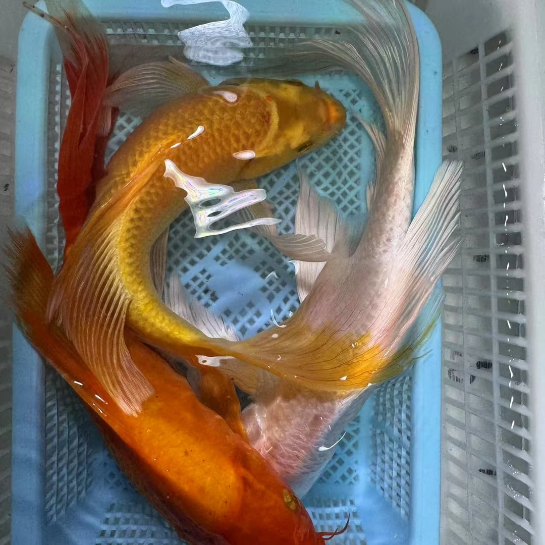 【一红一白一黄】15-20公分红蝴蝶黄蝴蝶白蝴蝶台湾锦鲤大鳍大尾