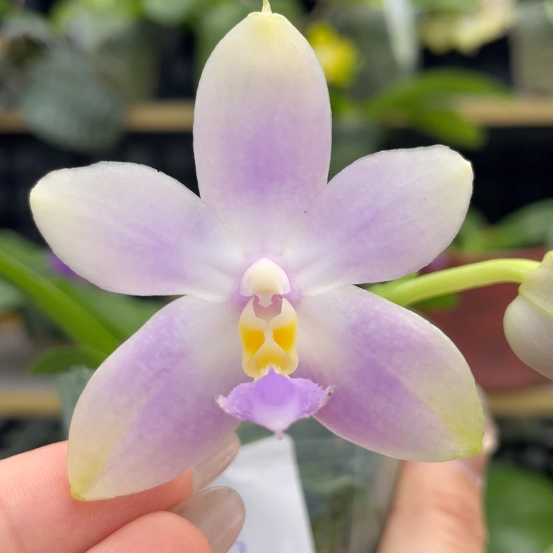 大部分开放少量花苞荧光珍妮佛，浓香