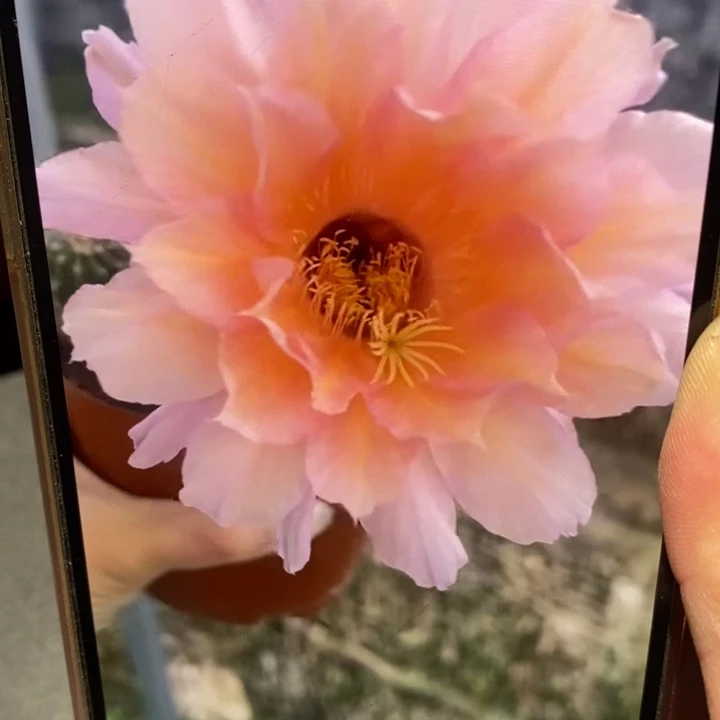 金刚8号6.5公分左右