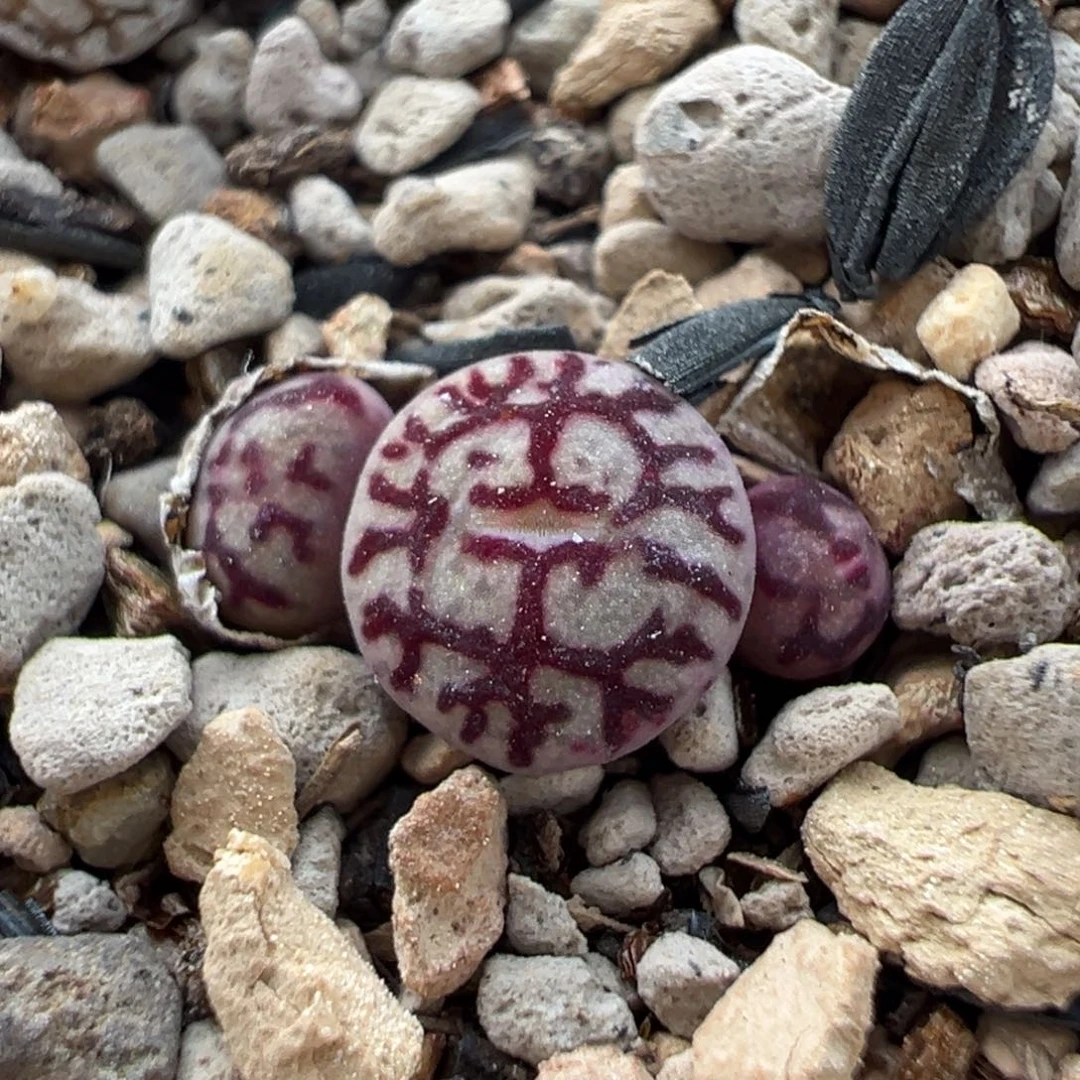 八重墨多肉多肉多肉