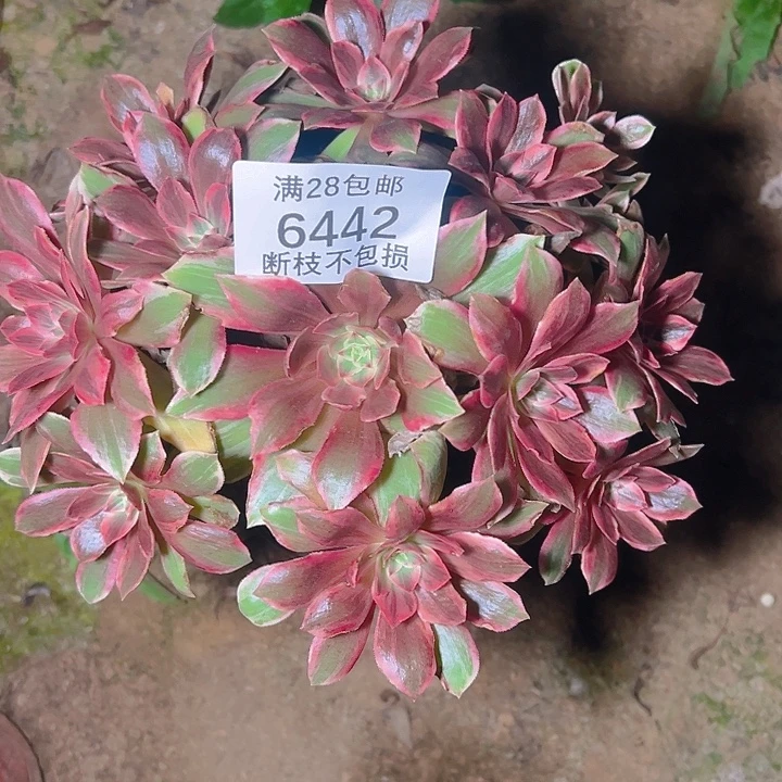 6442浣纱多肉植物