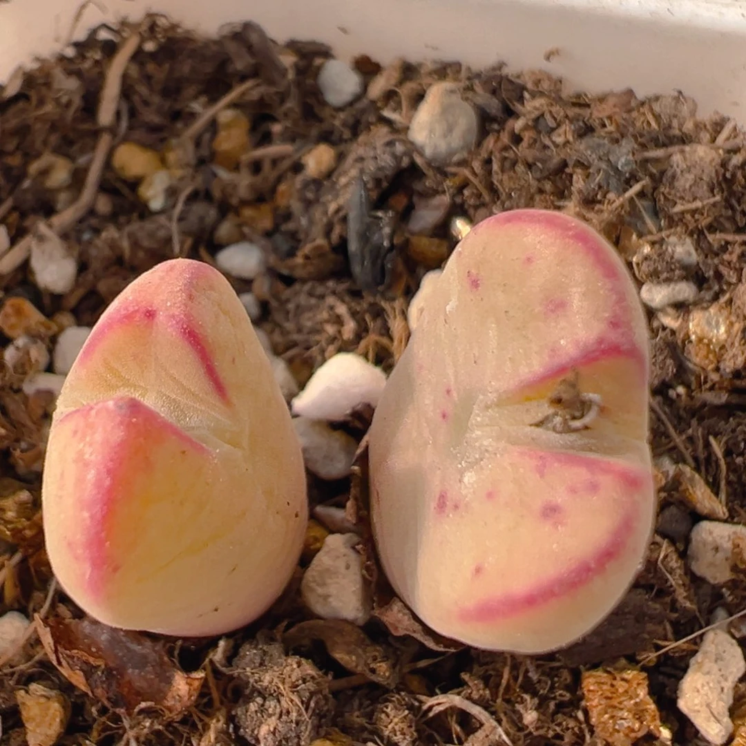 63多肉植物百科知识