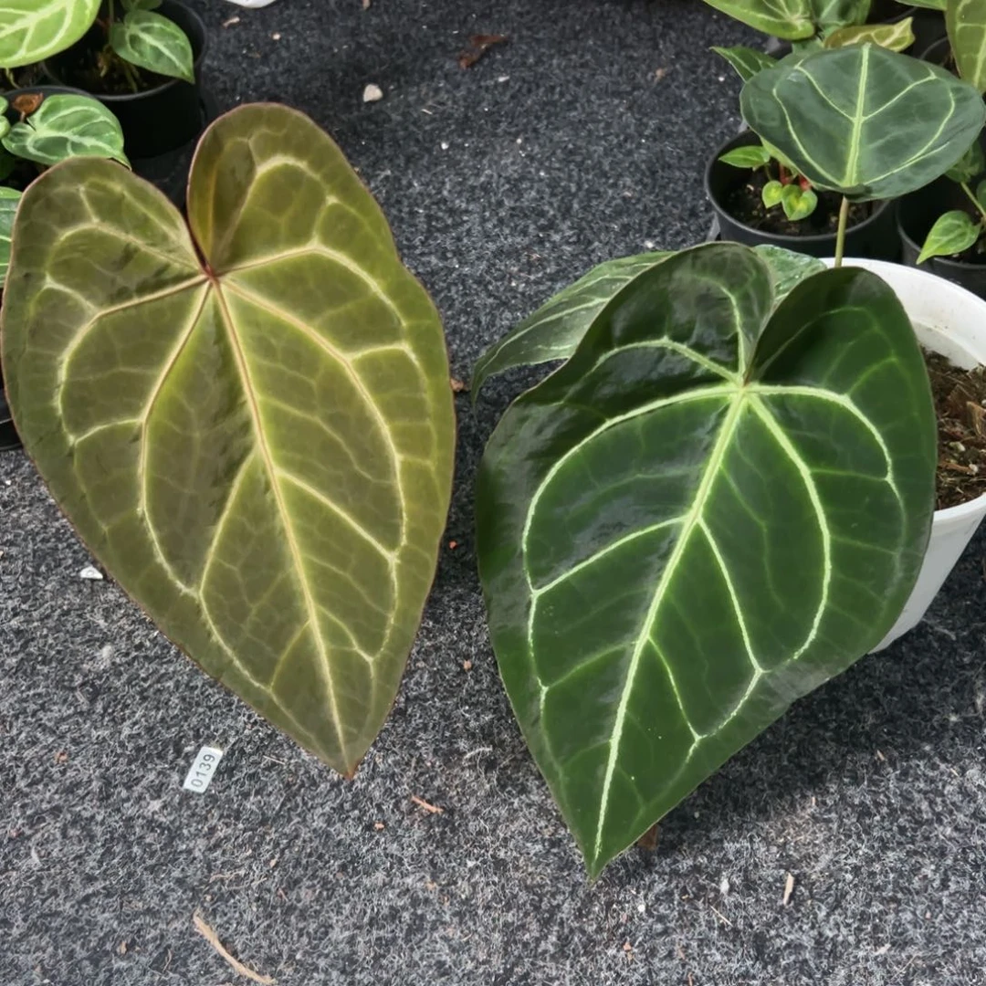 老***r不开花植物326红水晶x327原始x