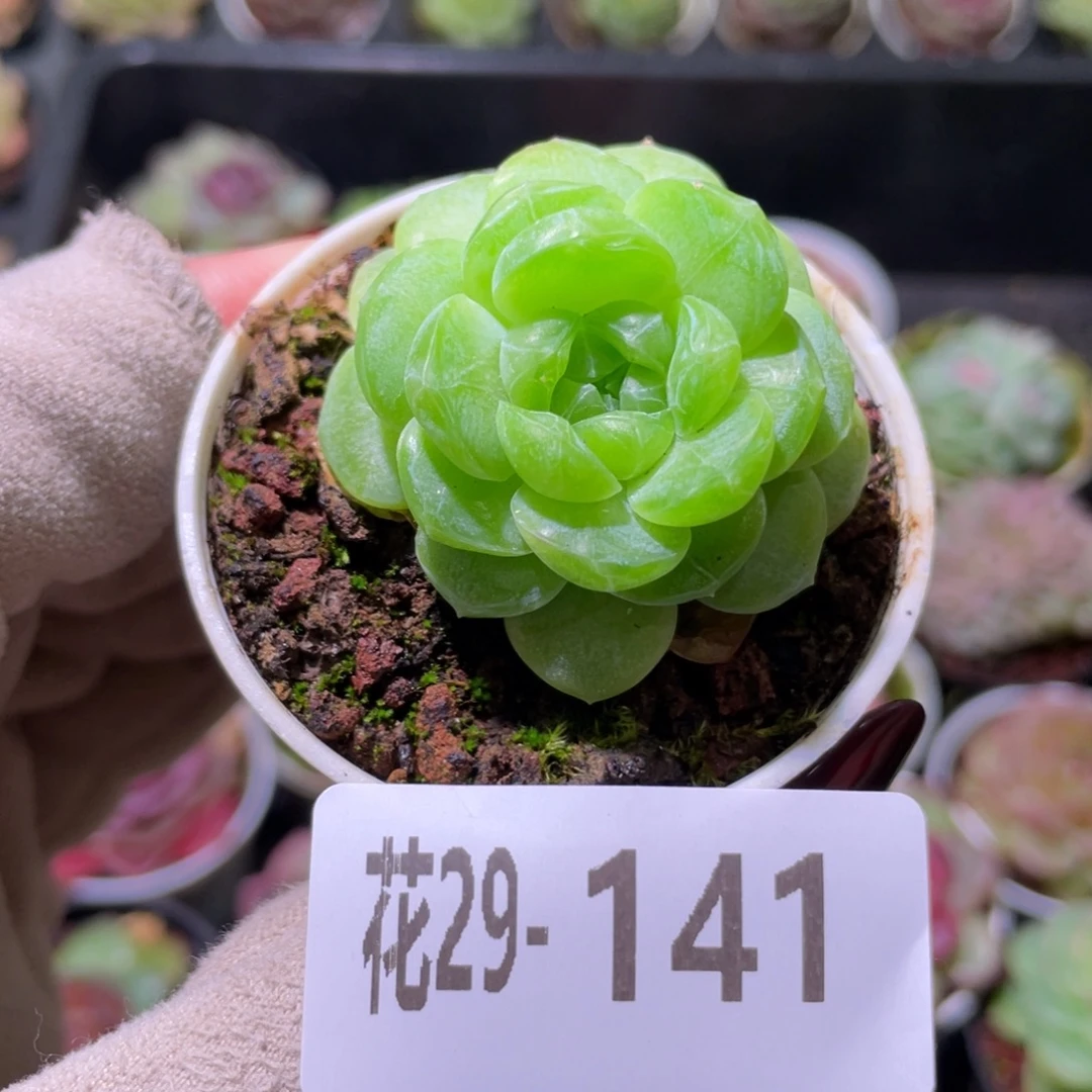 花利美29-141新品珍妮