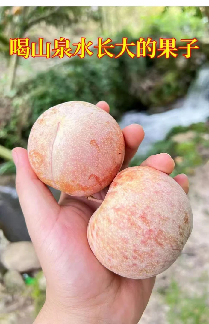 当季新鲜清香脆甜正宗炎陵芙蓉李